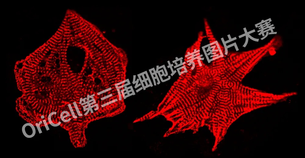 【投票啦】快来投票并学习细胞培养经验吧