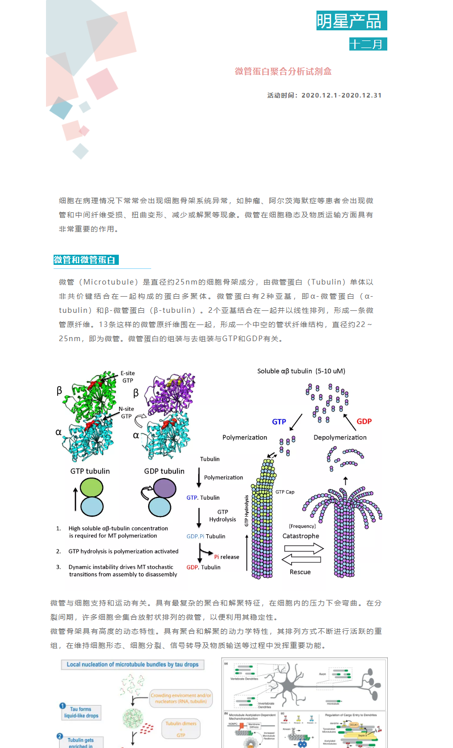【十二月明星产品促销】微管蛋白聚合分析试剂盒