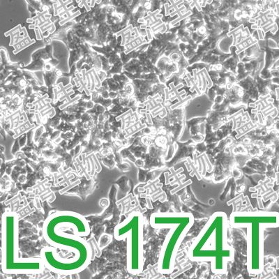 LS 174T[Ls174T; LS174t]人结肠腺癌细胞