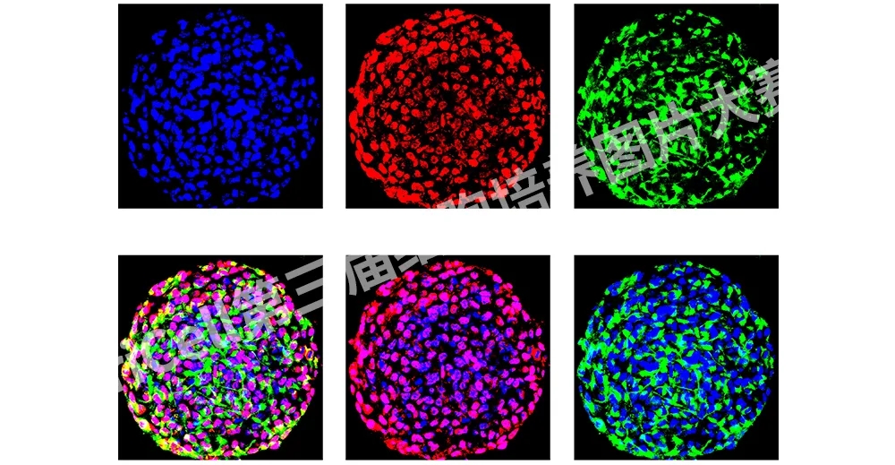 【投票啦】快来投票并学习细胞培养经验吧