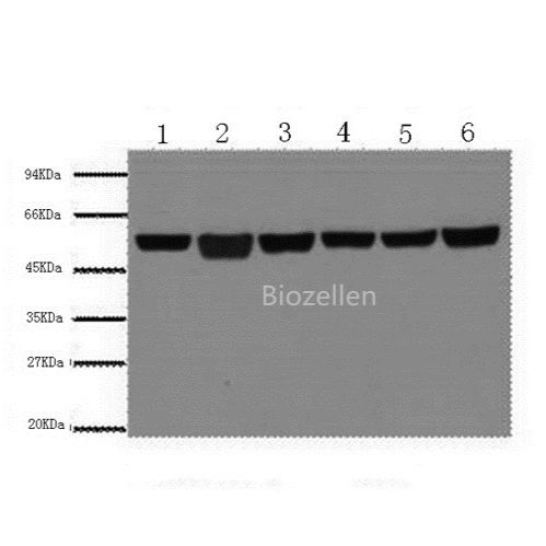 beta Tubulin Monoclonal Antibody B-IO-10032