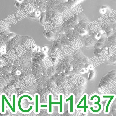 NCI-H1437[H1437; H-1437; NCIH1437]人肺癌细胞