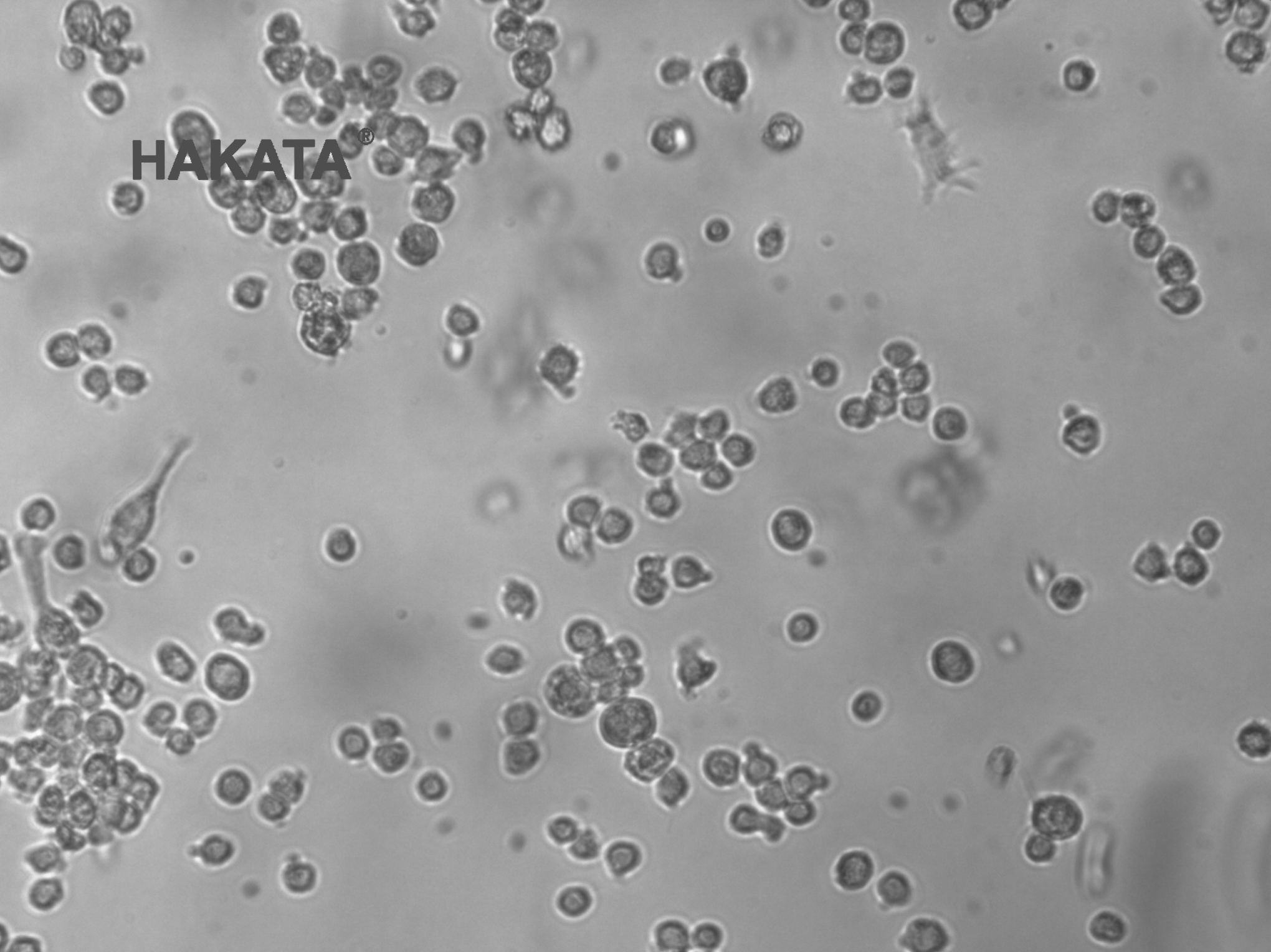 BV 2 小鼠小胶质细胞 