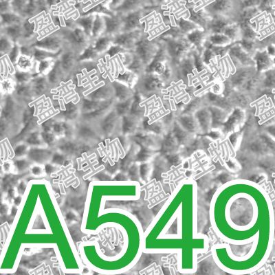 A549[A 549; A549; NCI-A549]人非小细胞肺癌细胞
