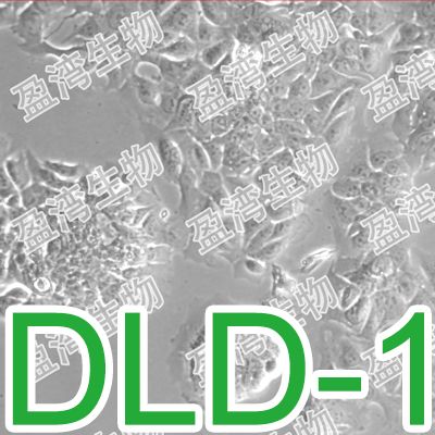 DLD-1[DLD 1; DLD1; CoCL3]人结直肠腺癌上皮细胞