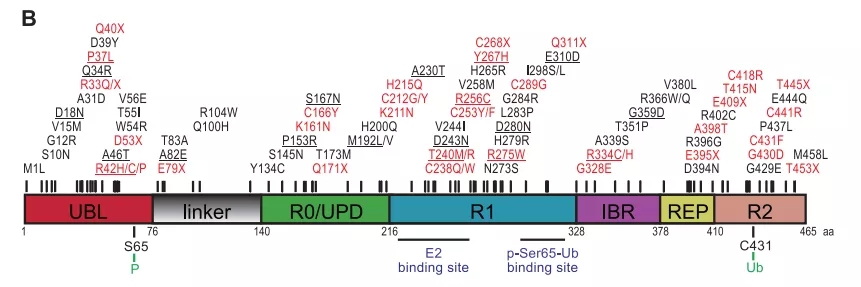 帕金森病致病基因之PRKN