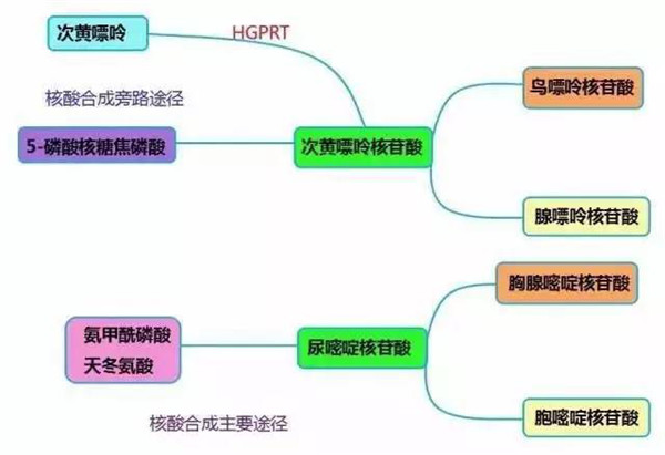 杂交瘤细胞筛选——HAT培养基来帮忙