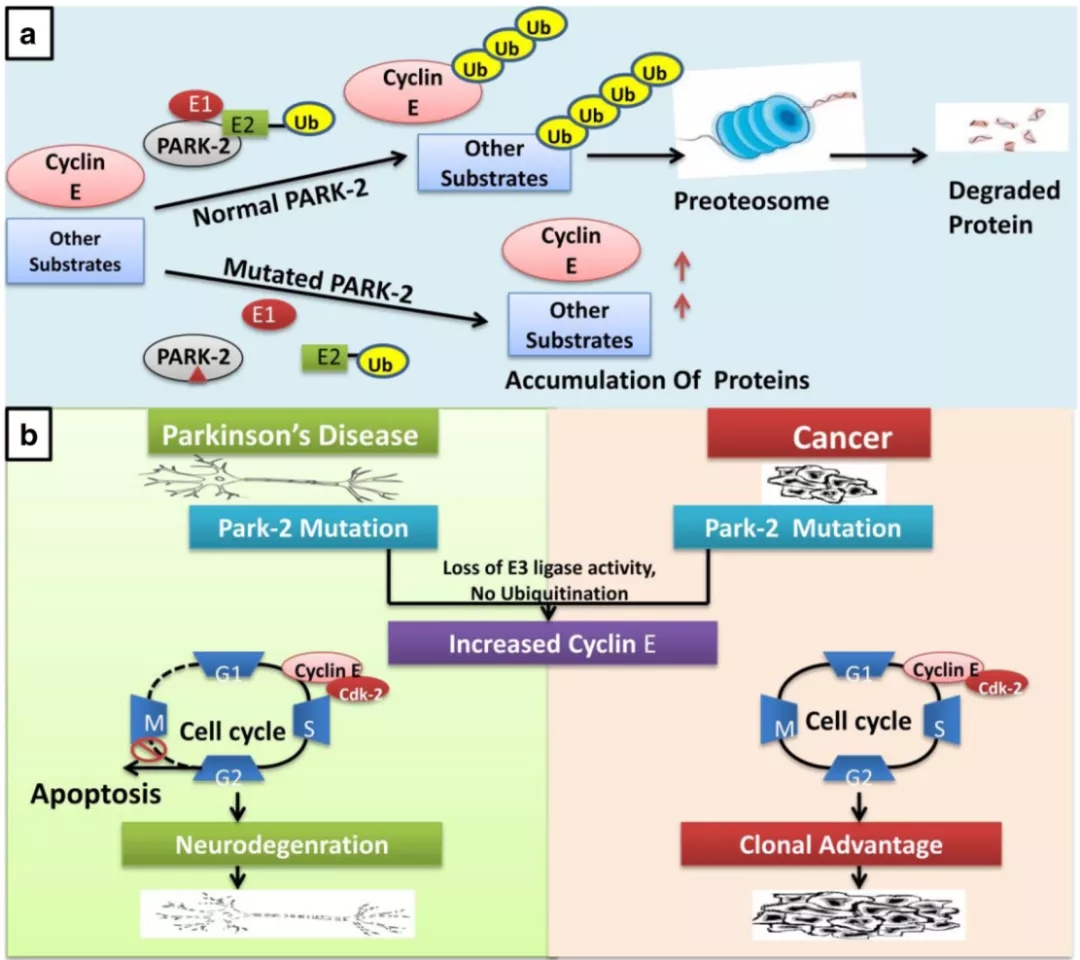 帕金森病致病基因之PRKN