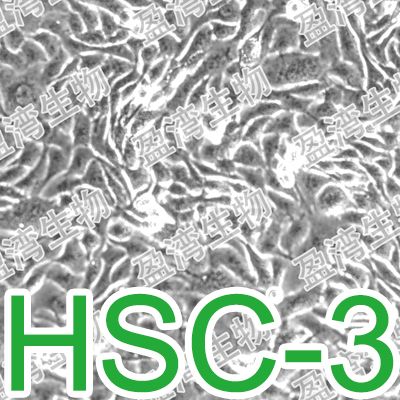 HSC-3[HSC 3; HSC3]人口腔鳞癌细胞
