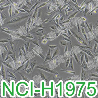 NCI-H1975[H1975; H-1975; NCIH1975]人非小细胞肺腺癌细胞