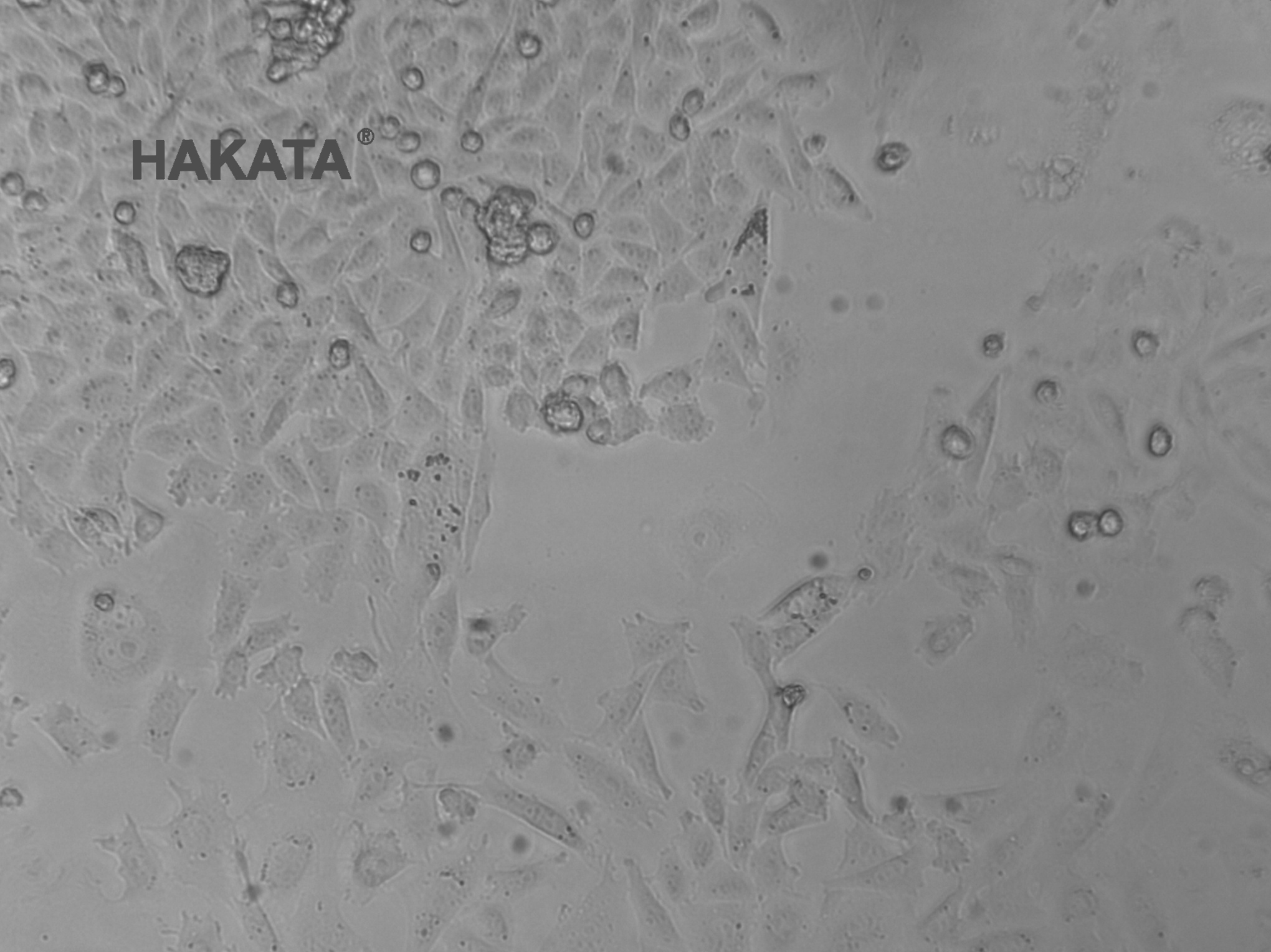 CHO-K1中国仓鼠卵巢细胞K1(亚系克隆)