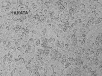 BEL-7405细胞|人肝癌细胞|BEL-7405细胞|人肝癌细胞|