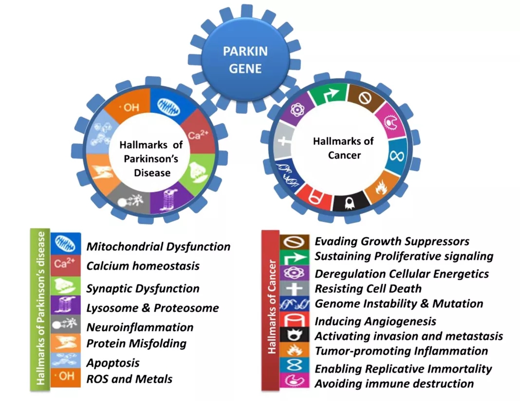 帕金森病致病基因之PRKN