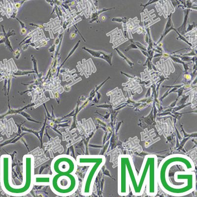 U-87 MG[U-87MG; U87 MG;U87-MG]人脑星形胶质母细胞瘤