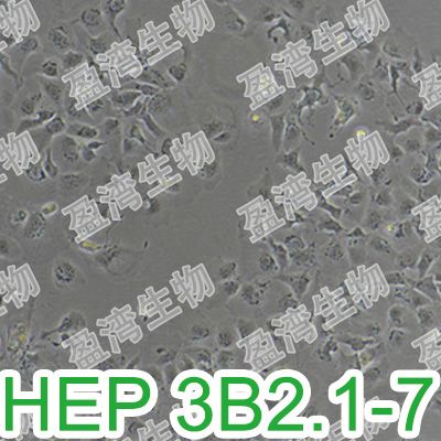 Hep 3B2.1-7[Hep 3B2_1-7; Hep 3B2; HEP-3B2; HEP3B2]人肝癌细胞