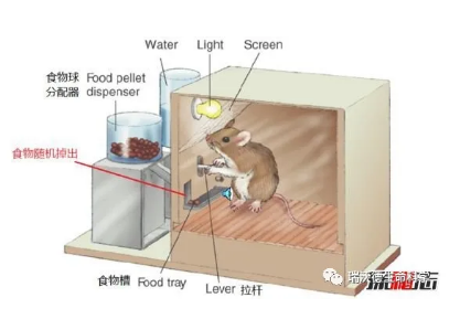 解密：操作性行为系统——斯金纳箱