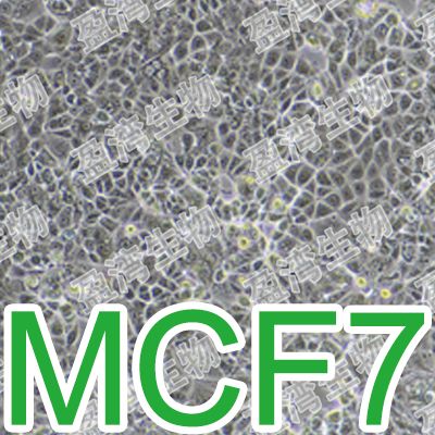 MCF7[MCF 7; MCF.7; MCF7]人乳腺癌细胞