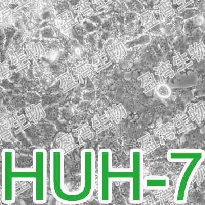 HuH-7[HuH-7; HUH-7; HuH7]人肝癌细胞