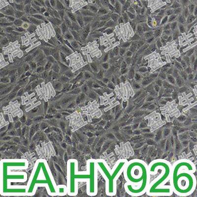 EA.hy926[EAhy 926; EAhy926]人脐静脉细胞融合细胞