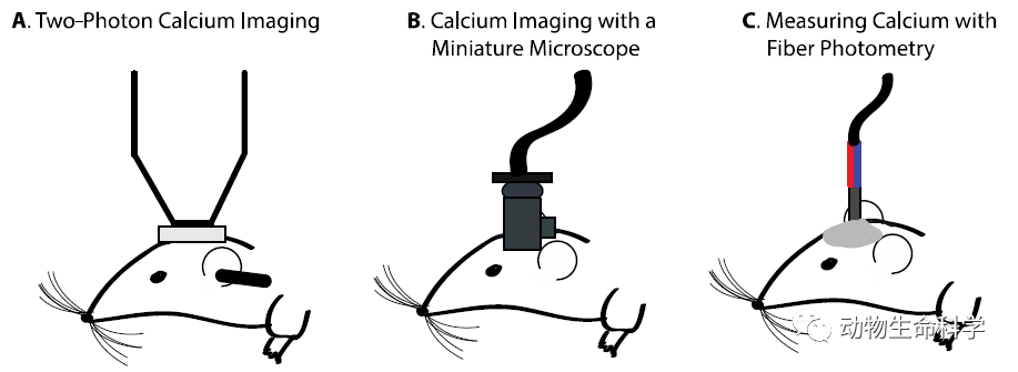 技术干货 | 神经环路研究中在体钙信号的检测方法