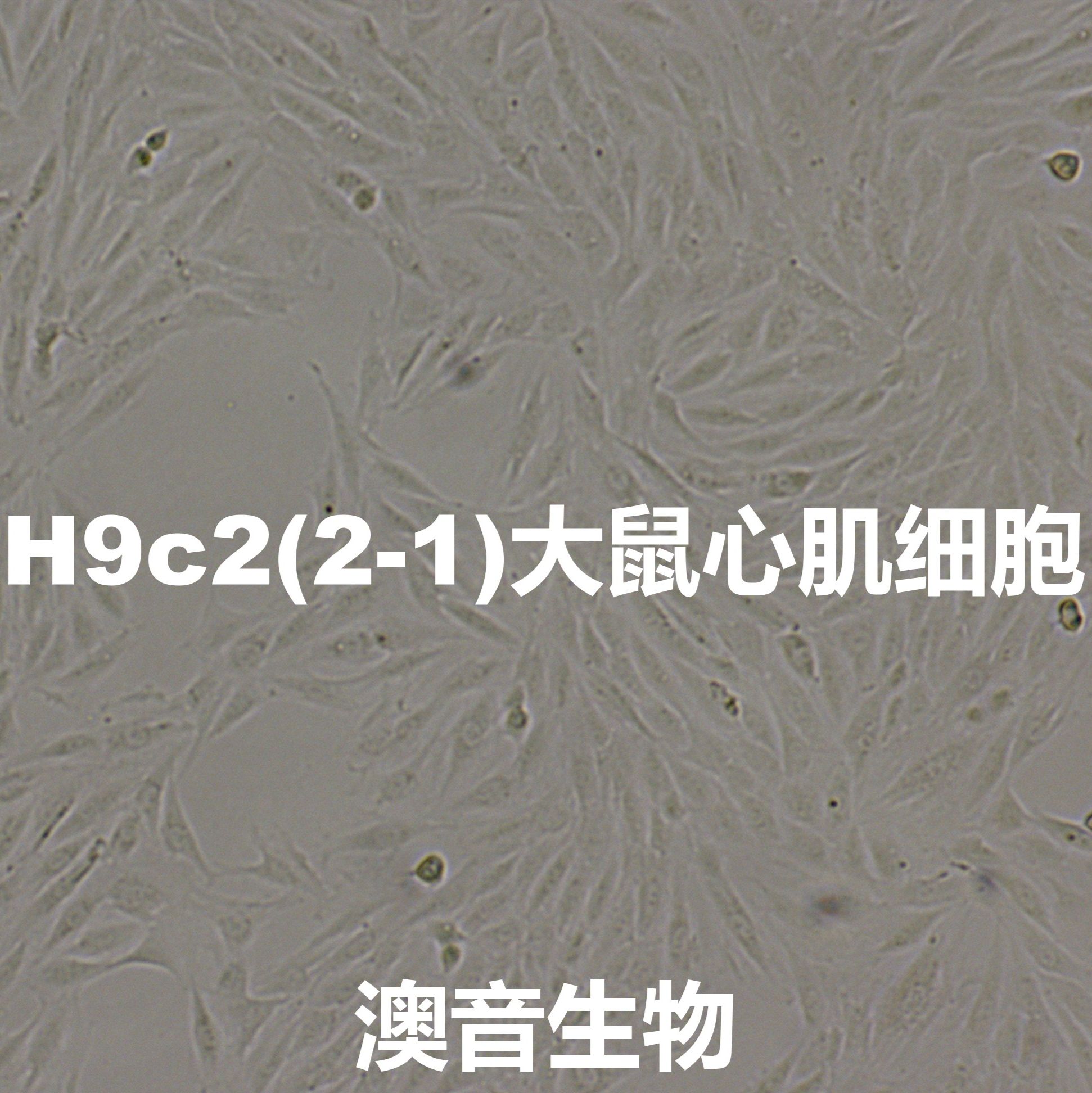 H9c2(2-1)【H9c2 (2-1); H9c2; H9C2】大鼠心肌细胞