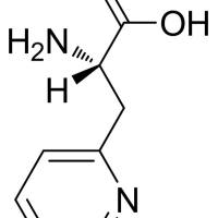 37535-51-6/ 3-(2-吡啶基)-L-丙氨酸 , 98%