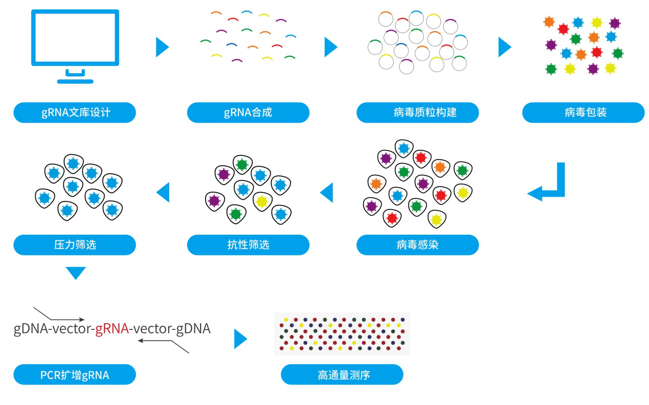 CRISPR\/Cas9 gRNA文库筛选功能基因