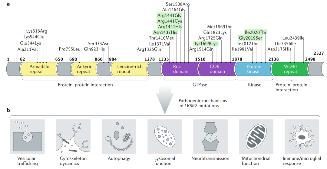 帕金森病致病基因之LRRK2