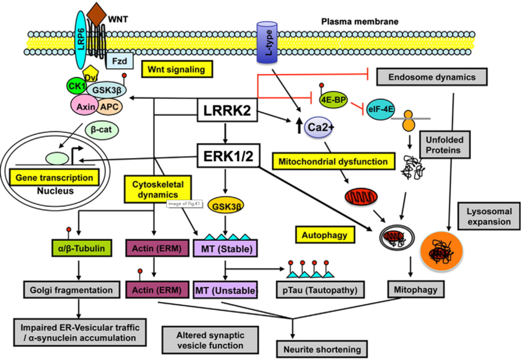 帕金森病致病基因之LRRK2