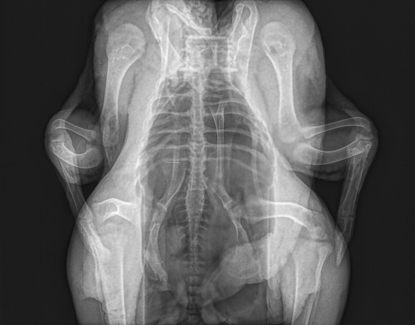 IRRADIATORS XCELL辐照仪应用举例