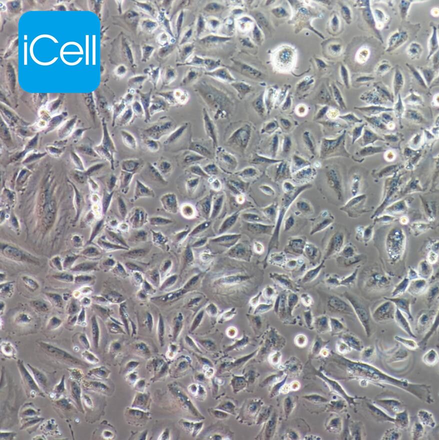 LN229 人胶质瘤细胞/STR鉴定/镜像绮点（Cellverse）