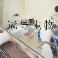 GM03571：小鼠骨髓瘤体外传代细胞|完全培养基