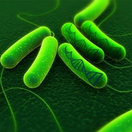 原核微生物基因組測序分析