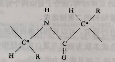 多肽立体化学---螺旋多肽