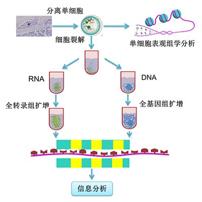单细胞测序服务：（包含基因组、转录组、蛋白组）