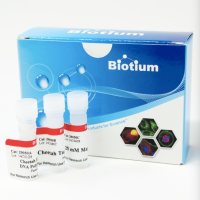 CheetahTM热启动DNA聚合酶Biotum 29050