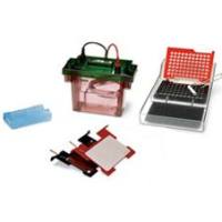 Criterion中型电泳槽