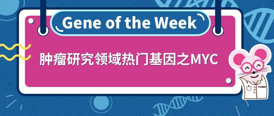 肿瘤研究领域热门基因之MYC