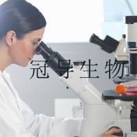 KNS62：人肺支气管鳞状细胞癌代次低细胞|完全培养基