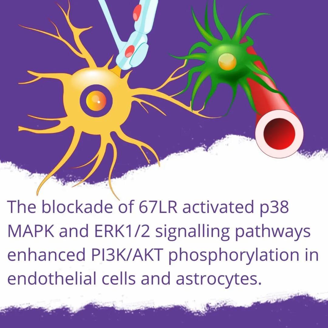 Biorbyt文献: 阻断67LR会引起AQP4下调和血脑屏障破坏