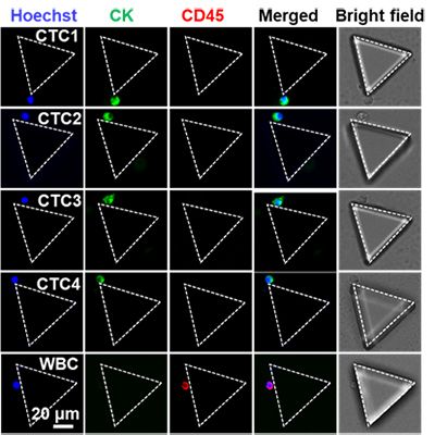 CTC自动扫描识别鉴定系统