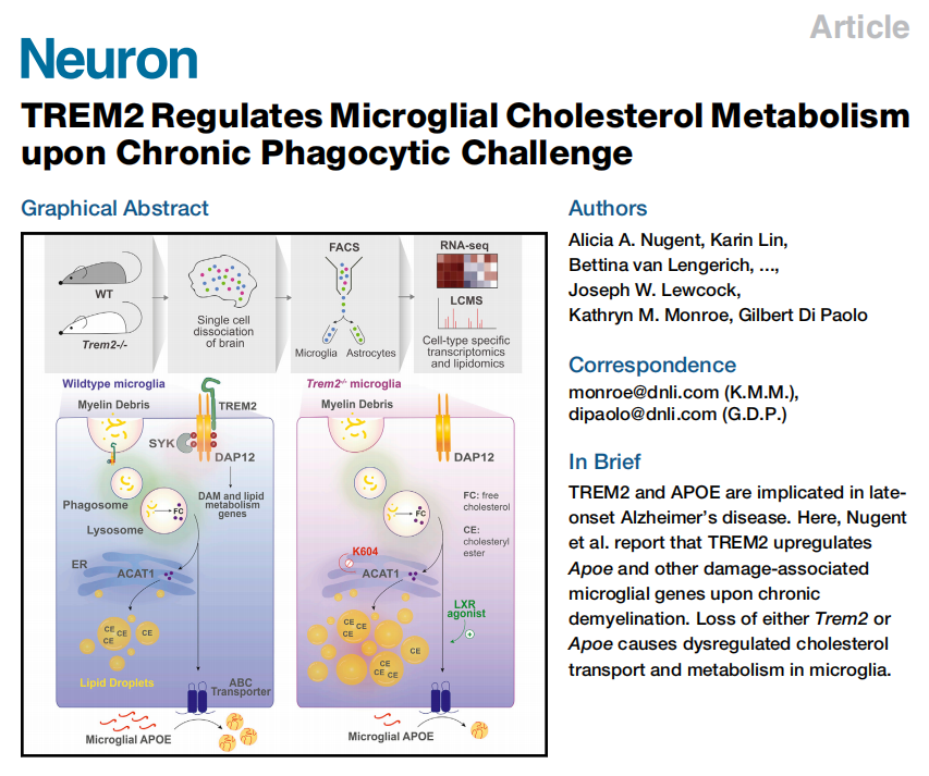 文献分享 | 脂质组助力免疫学研究-TREM2调节慢性脱髓鞘时小胶质细胞脂质代谢