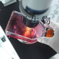 MDCK supertube：狗肾代次低细胞|完全培养基