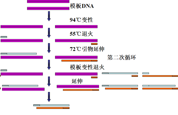 pcr检测实验价格,详情介绍-960化工网 – 960化工网