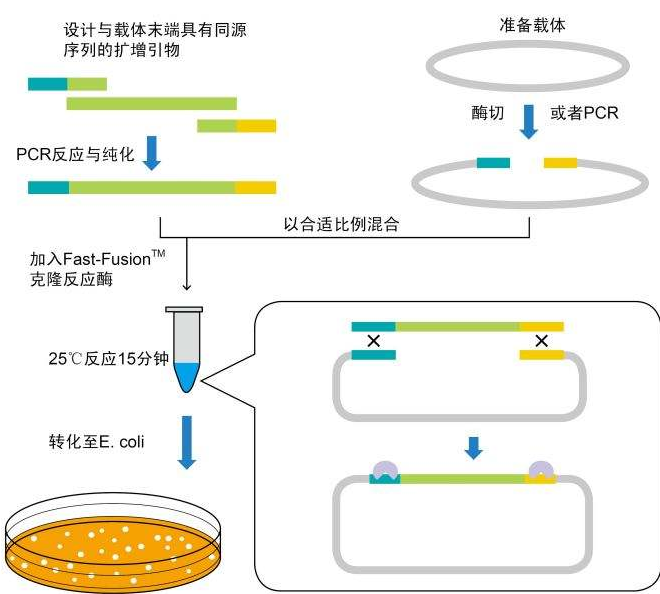 传染性皮下和造血器官坏死病病毒LAMP试剂盒