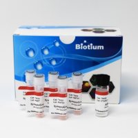 NERVE TERMINAL STAINING KIT V (COMPONENT 70034