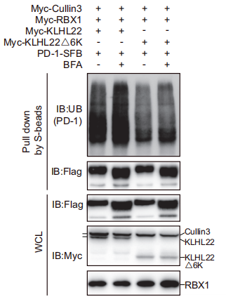 Klhl22敲除小鼠揭示调控PD-1蛋白水平稳态的新机制
