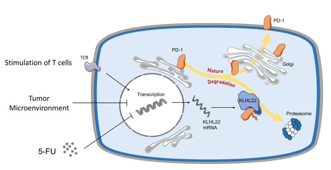 Klhl22敲除小鼠揭示调控PD-1蛋白水平稳态的新机制