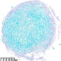 人间充质干细胞成软骨诱导技术服务
