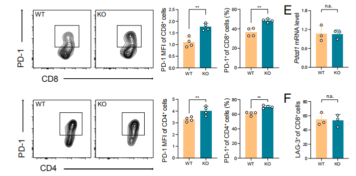 Klhl22敲除小鼠揭示调控PD-1蛋白水平稳态的新机制